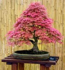 Bonsai